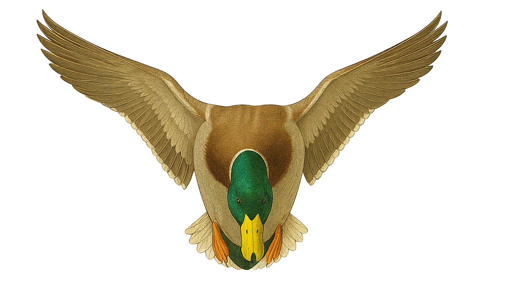 REP THE FLOCK